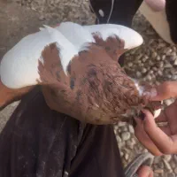 نر طوق سرخ خال سیاه