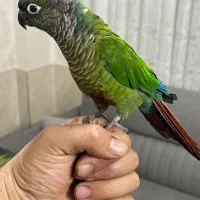 طوطی گرینچیک