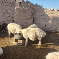 تانکر اب|ابزارآلات|سده (خراسان جنوبی), |دیوار