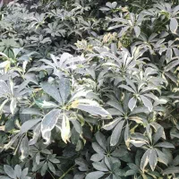 بامبو .گل گلدان بامبو|گل و گیاه طبیعی|ورامین, ورامین|دیوار