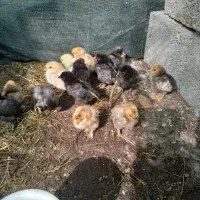 جوجه محلی اصیل ودورگ  ودانه ای ۱۵۰ تومان