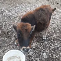 گوساله نر 8ماه