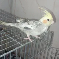 عروس هلندی