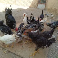 مرغ و خروس گلین|حیوانات مزرعه|رباط‌کریم, نوده|دیوار