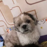 سگ gom shodeh|سگ|شیراز, چوگیاه‎|دیوار