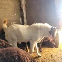 بز گلابی گوش دراز