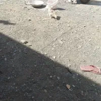 به علت کمبود جا یک جا میفروشم