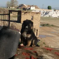 توله محلی لرستان هیکل درشت