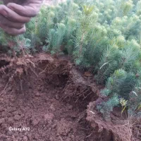 نهال سرو ناز شیراز ..سروناز گلدانی کاج و نشاء|گل و گیاه طبیعی|شیراز, حومه شیراز|دیوار