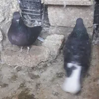 کفتر نر و ماده بالغ|پرنده|شهریار, شهرک بهاران (ویره)|دیوار