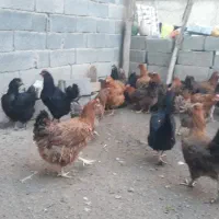 مرغ  روستای  خوب و درجه یک تخم گزار|حیوانات مزرعه|زیویه, |دیوار