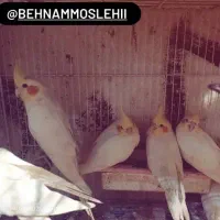 عروس هلندی نر و ماده سخنگو|پرنده|بابل, |دیوار
