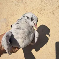 جوجه کبوتر ۱پری