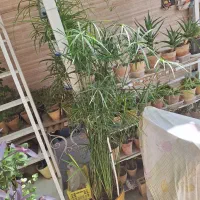 نخل مرداب بزرگ
