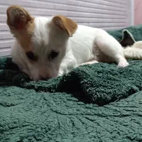 سگ نر اشپیتز پیتبول