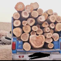 خرید انواع درخت برش چوب در آوردن ریشه کته مو