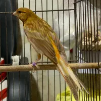 قناری نر قرص بخون|پرنده|چالوس, |دیوار