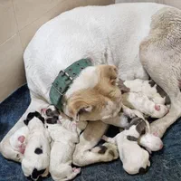 ماده خراسانی|سگ|مشهد, امیریه|دیوار