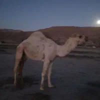 فروش شتر|حیوانات مزرعه|قیروکارزین, |دیوار