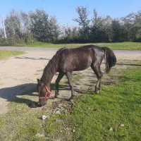 اسب مشکی سرعتی