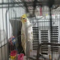 عروس هلندی سخن گو