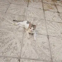 گربه ماده|گربه|قدس, شهرقدس|دیوار