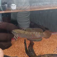 چانا بلوپالچرا