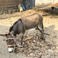 الاغ|حیوانات مزرعه|تخت, |دیوار
