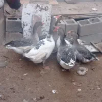 فروش قوغاز و غاز