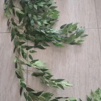 برگ ریسه زیتون