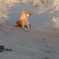 رمگی به شرط گرگ|سگ|زیرکوه, |دیوار