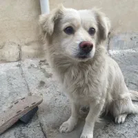 سگ اشپیتز ماده|سگ|گلستان (تهران), |دیوار