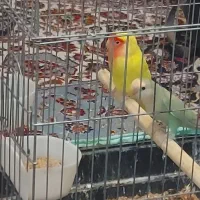 طوطی برزیلی مولد چند ساله وارداتی|پرنده|کرج, عظیمیه|دیوار