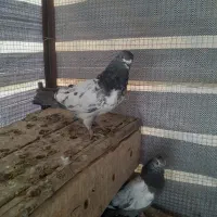 کفتر|پرنده|کبودرآهنگ, |دیوار