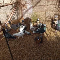 14 عدد کبوتر فروشی جنگنده و باهوش