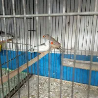 فنج نرماده جفت|پرنده|خمینی‌شهر, |دیوار