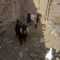 بزغاله