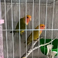 طوطی برزیلی