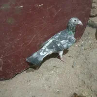 کبوتر