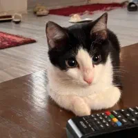 واگذاری گربه 3 ماهه نر سالم و زیبا|گربه|لاهیجان, لیل|دیوار