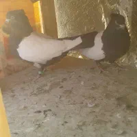 کبوتر سینه و دوکتی