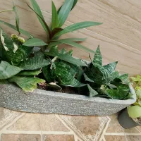 گل اپارتمانی|گل و گیاه طبیعی|نیشابور, شهید بهشتی|دیوار