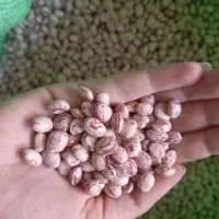 لوبیا چیتی بذری