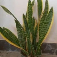 گل های زینتی|گل و گیاه طبیعی|آبدانان, |دیوار