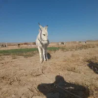 حیوانات|حیوانات مزرعه|طاغنکوه, |دیوار