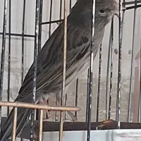 قناری با جوجه