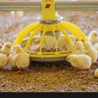 فروش جوجه گوشتی . محلی . رنگی
