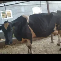 فروش گاو شیری