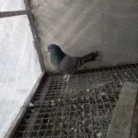 کبوتر|پرنده|فارسان, |دیوار