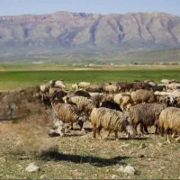 تعدادی میش وبزترکی سالم وجوان